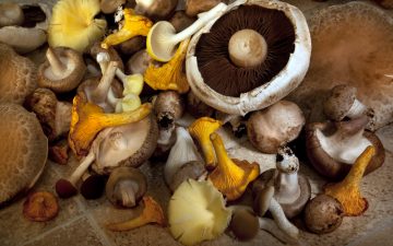 5 spiselige svampe i Danmark