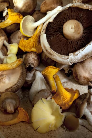 5 spiselige svampe i Danmark